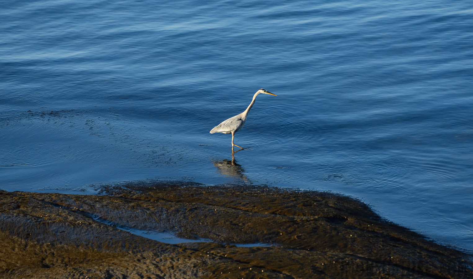 Ardea herodias herodias [400 mm, 1/1250 Sek. bei f / 8.0, ISO 1600]